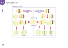 Diplôme infirmier - DEI - Cartes mentales - Biologie fondamentale