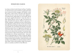 Le petit livre des roses