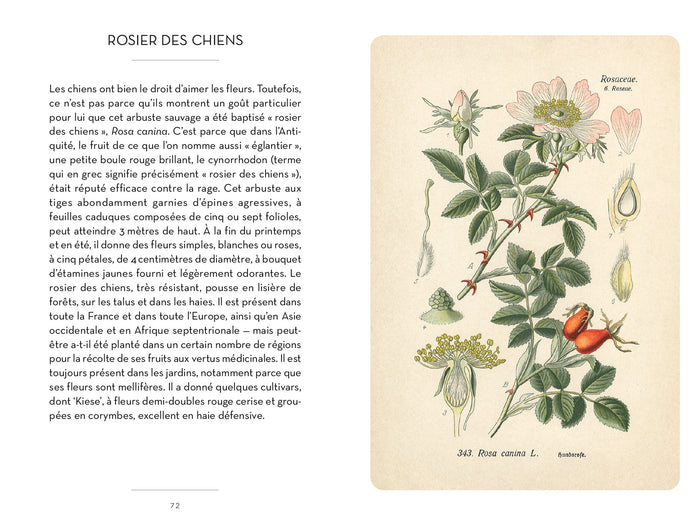 Le petit livre des roses