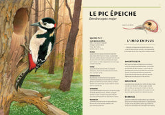 ANIMO RAMA Fantastique forêt