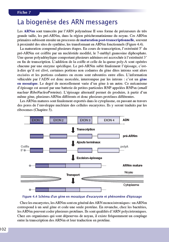 Exercices et méthodes de biologie cellulaire
