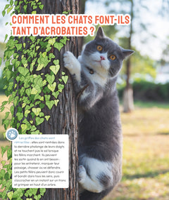 Les Chats en questions