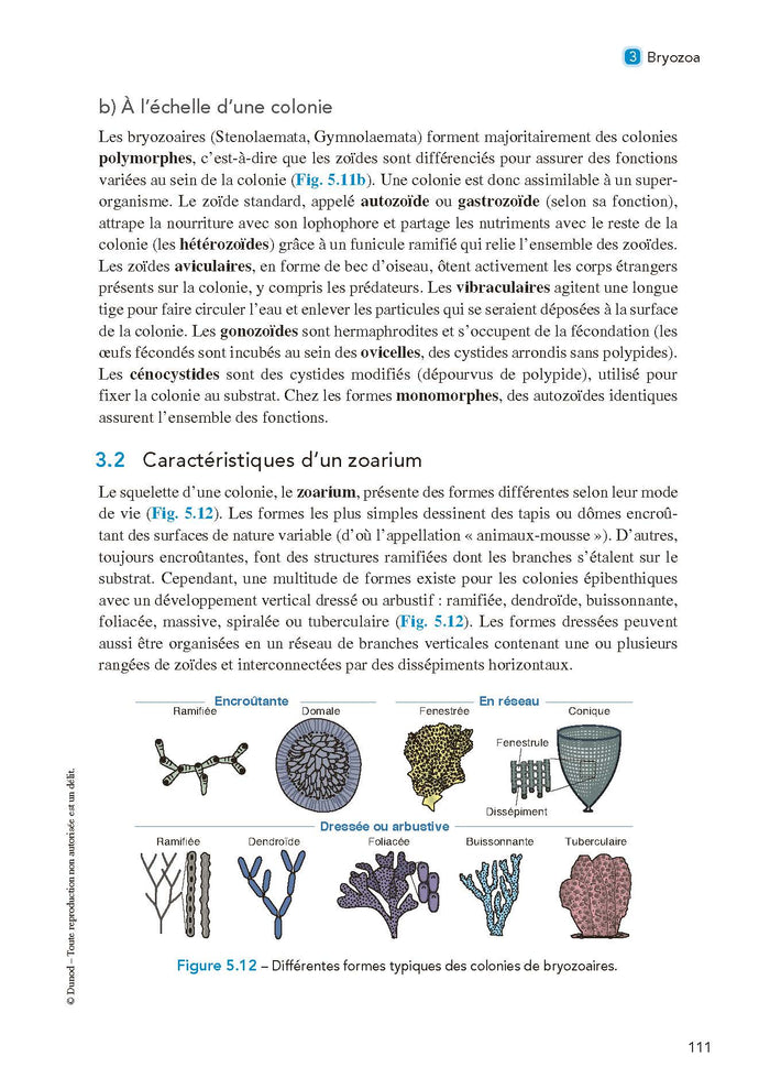 Paléontologie et évolution des invertébrés