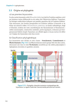 Paléontologie et évolution des invertébrés