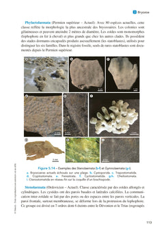 Paléontologie et évolution des invertébrés