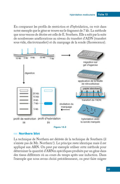 L'essentiel de biologie moléculaire