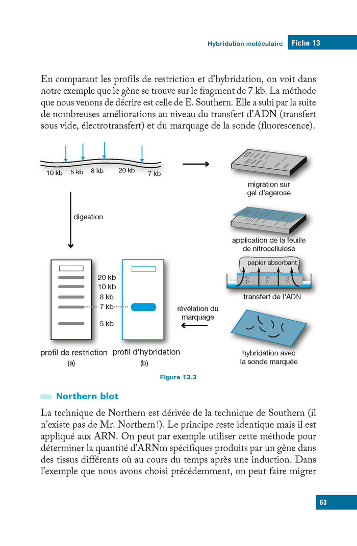 L'essentiel de biologie moléculaire