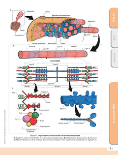 Le cours de physiologie humaine