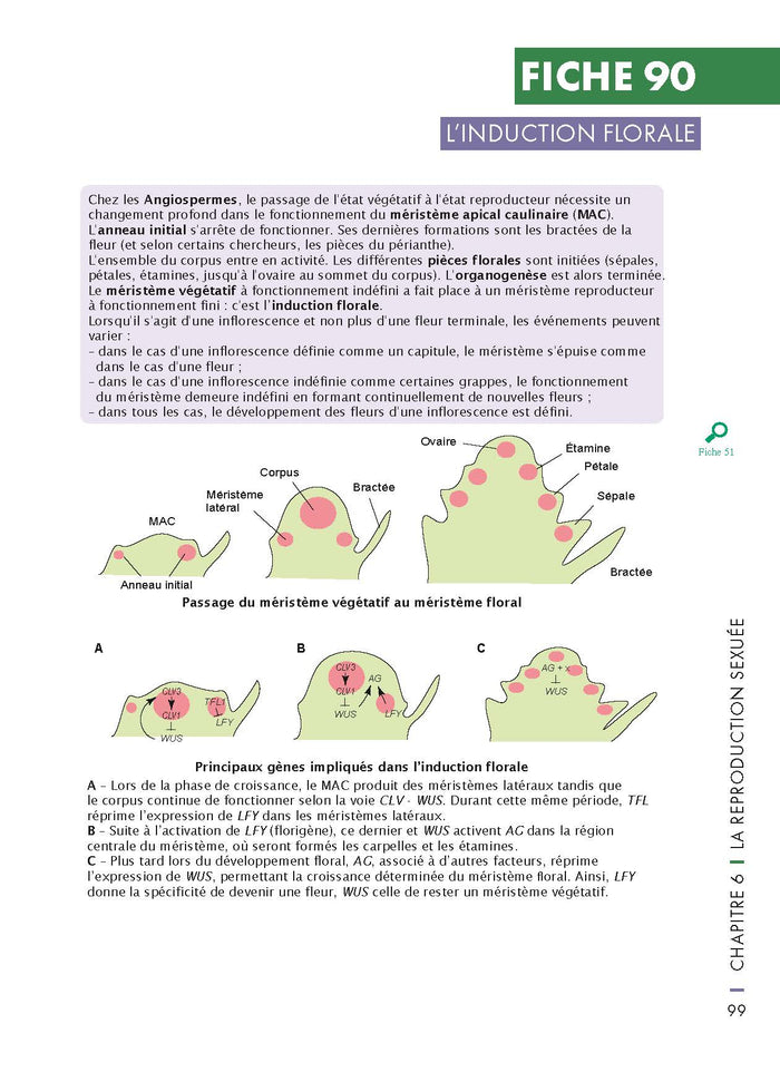 Mémo visuel de biologie végétale - 2e éd.