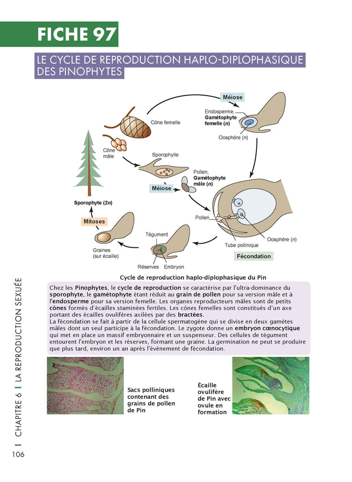 Mémo visuel de biologie végétale - 2e éd.
