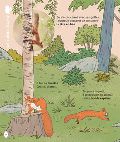 L'écureuil