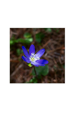Fleurs forestières de printemps