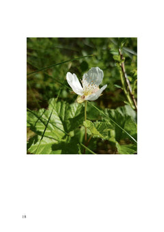 Nature et tremblements