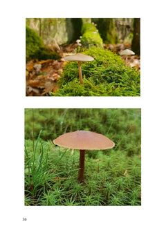 Nature et tremblements