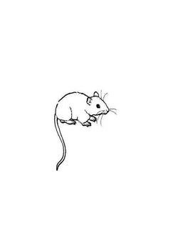 L'étrange animalerie de Mus musculus