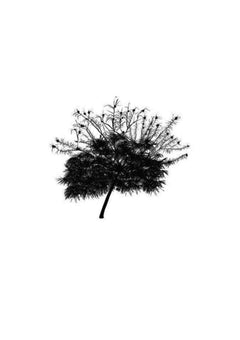 Sur le chemin de la grâce poétique