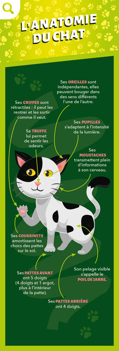 Les incollables - Éventail Passion - Les Chats