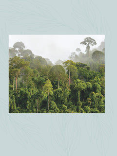 Le Grand guide des arbres et forêts