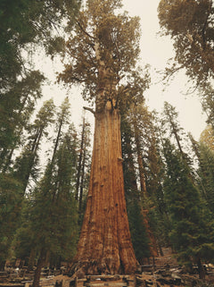 Le Grand guide des arbres et forêts