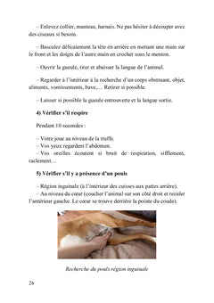 Premiers secours pour chiens et chats