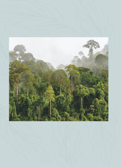 Le grand atlas des arbres et forêts
