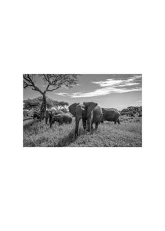 Seuls les éléphants se parlent...