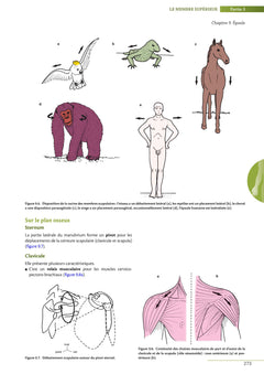 Biomécanique fonctionnelle