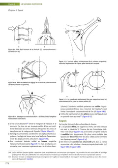 Biomécanique fonctionnelle