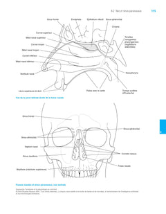 Apprendre l'anatomie et la physiologie en coloriant