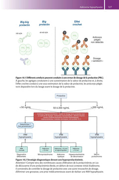 Tout-en-un d'endocrinologie