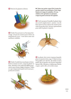 Les minis Silence ça pousse ! Je multiplie mes plantes à l'infini