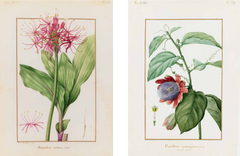 Les velins du Museum d'histoire naturelle