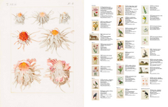 Les velins du Museum d'histoire naturelle