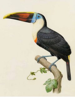Les velins du Museum d'histoire naturelle