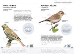 Reconnaître facilement les oiseaux du jardin - Photos grandeur nature