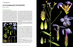 Encyclopédie des plantes libres - Toutes les familles de plantes à fleurs sauvages d'Europe