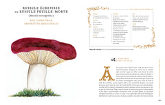 Grimoire d'une cueilleuse de champignons