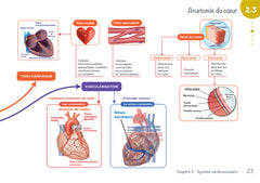 Diplôme Infirmier - DEI - Cartes mentales - Anatomie Physiologie