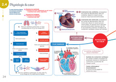 Diplôme Infirmier - DEI - Cartes mentales - Anatomie Physiologie