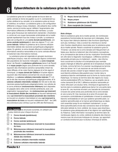 Neuroanatomie et neurosciences à colorier Netter