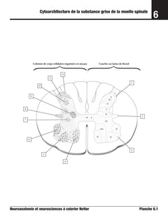 Neuroanatomie et neurosciences à colorier Netter