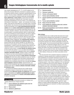 Neuroanatomie et neurosciences à colorier Netter