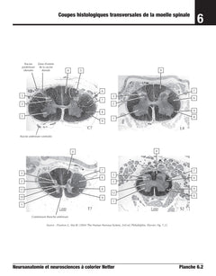 Neuroanatomie et neurosciences à colorier Netter