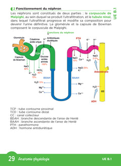 L'UE B1 en fiches mémos - Sciences biomédicales - Fonctionnement du corps humain - DEI