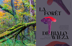 Forêts mythiques
