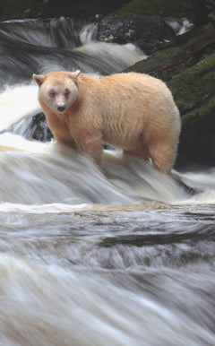 Parmi les ours