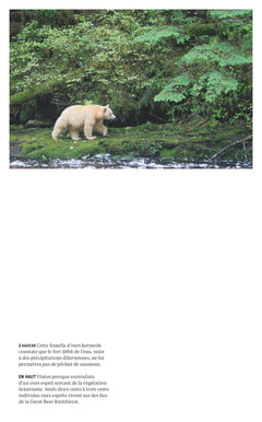 Parmi les ours