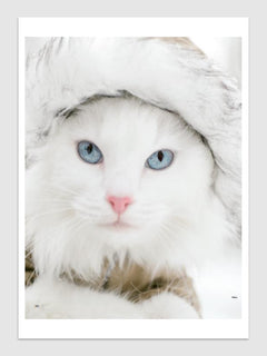 Les chats du monde