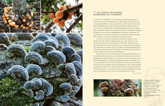 Hallucinants champignons
