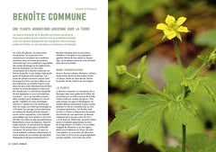 Pouvoirs & bienfaits des racines des plantes sauvages et potagères